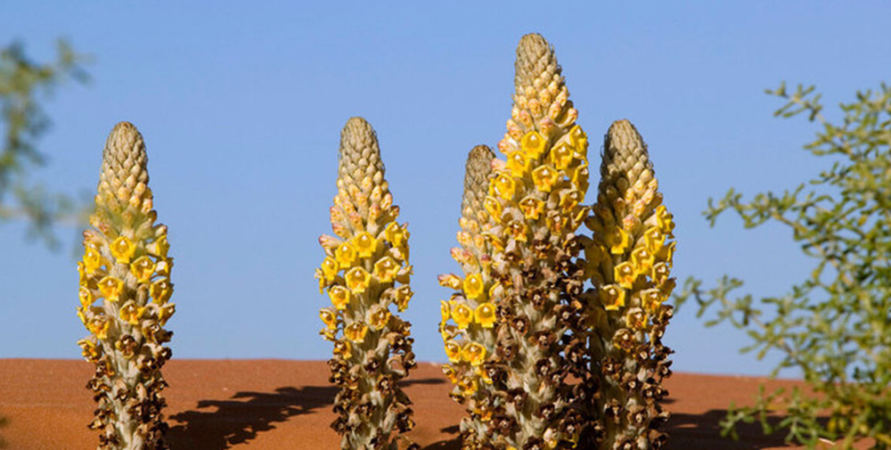 Cistanche deserticola extract